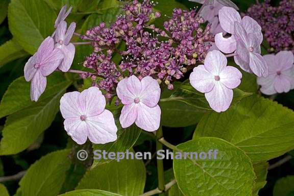 hydrangea macrophylla 1 graphic